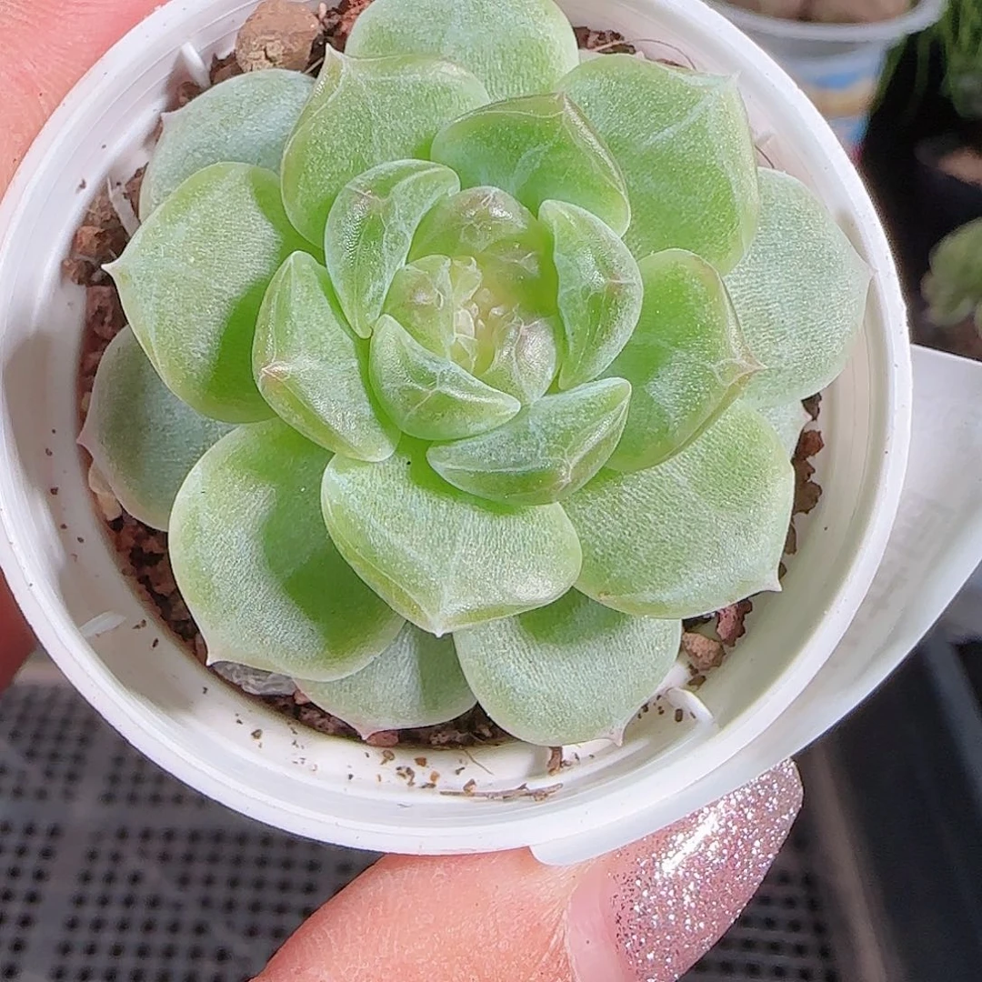 0705---24无尽灯糖心珍妮