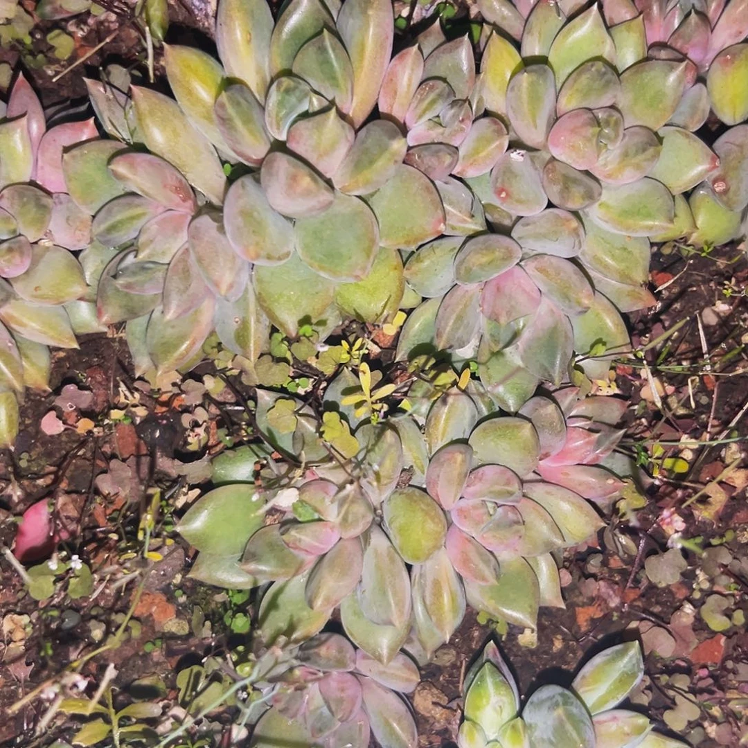 桔云多肉美人精品系列