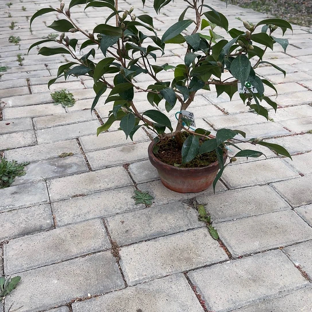 博***身无花朵顺丰到付不包邮