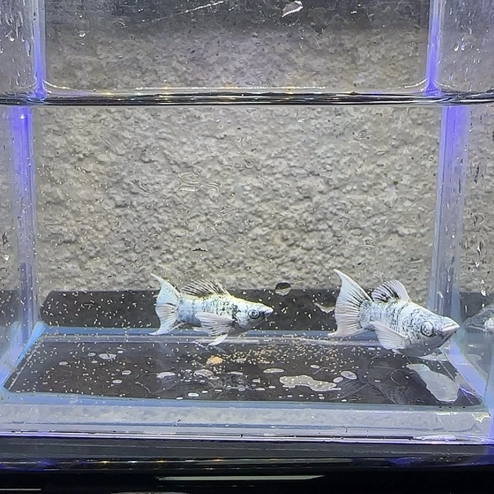 孔雀鱼水墨钻眼玛丽燕尾（32号）