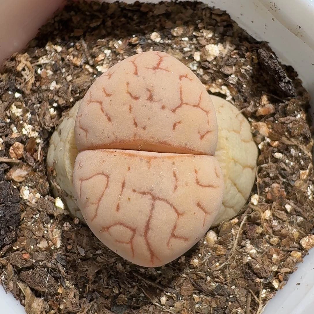 生石花等11111111。  265