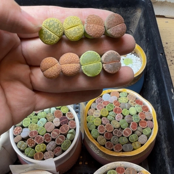 多肉植物的生长发育紫30