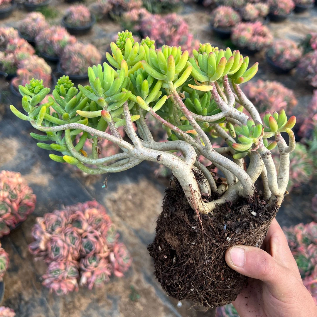 老桩八千代【云贵精品多肉】120盆 办公室绿植好养