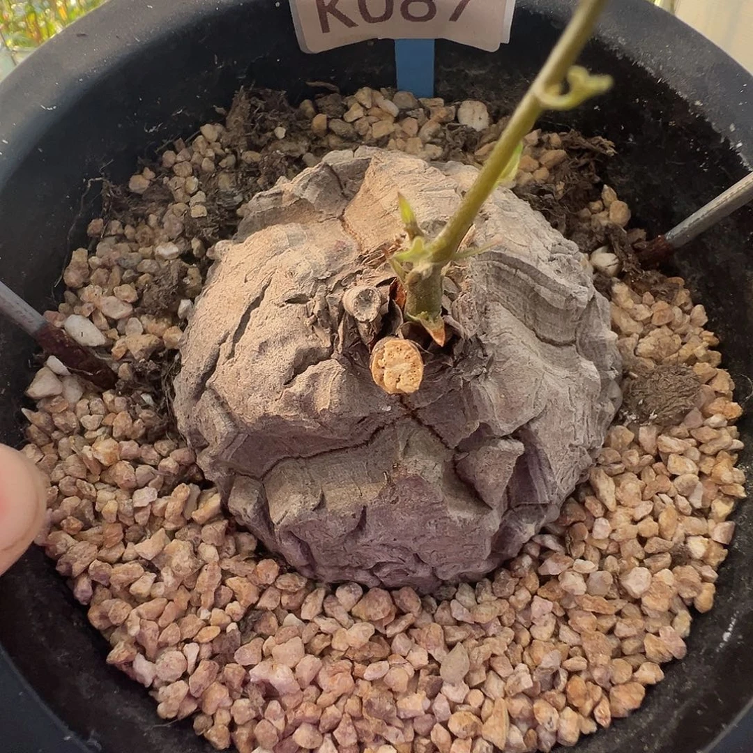 多肉植物专拍 一物一拍 南非龟甲龙087