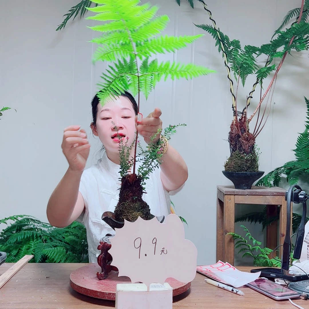 无花朵蓝*金丝虹鳞蕨