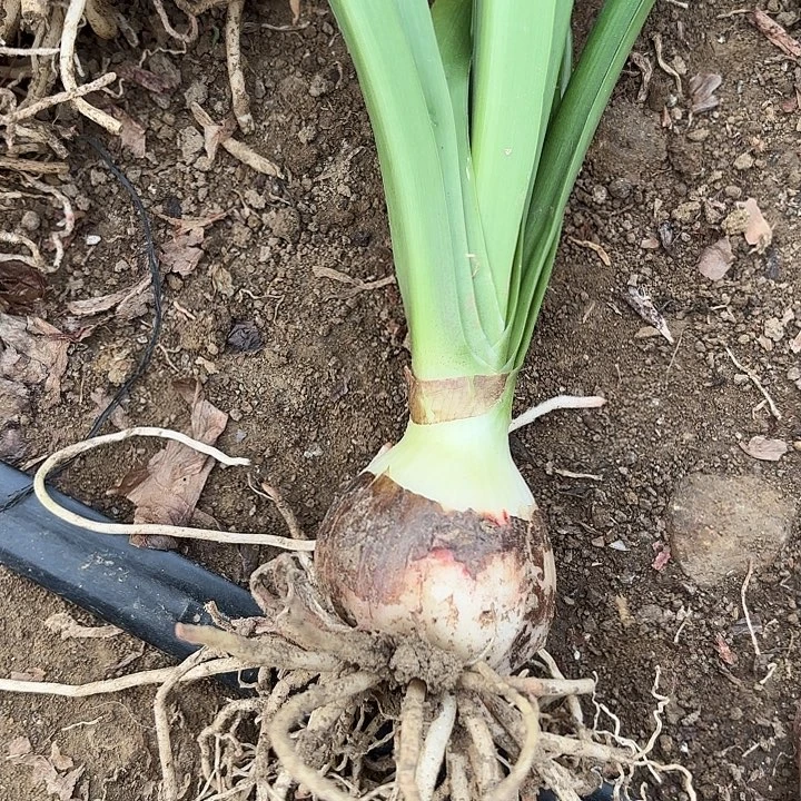 无花朵安吉拉包对版一号