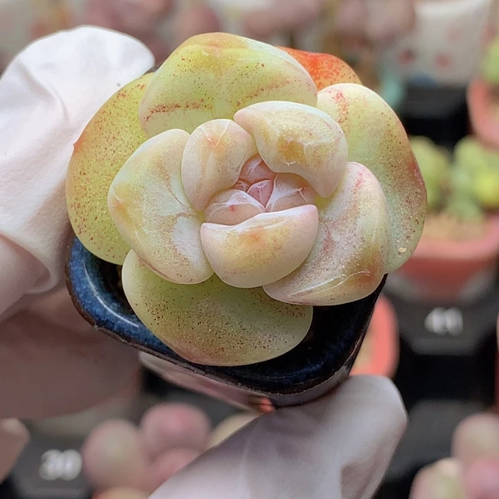 113 奶油冰玉 带糖心 满35包邮