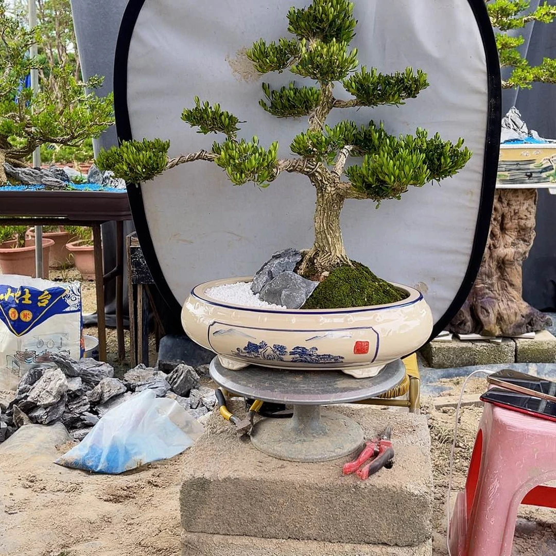 当前无花栽培后可以开花