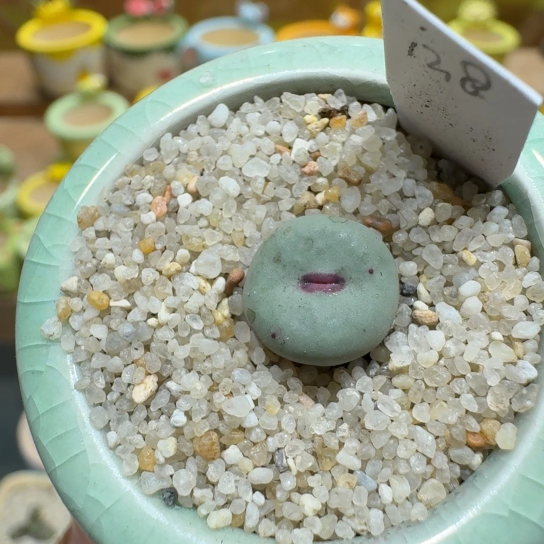 蘑菇1016小红嘴多肉植物