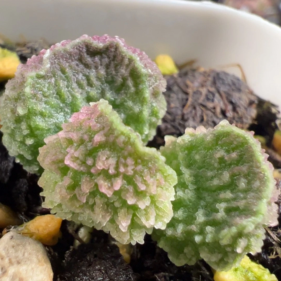 无花朵实生新品多肉植物水泡多肉植物