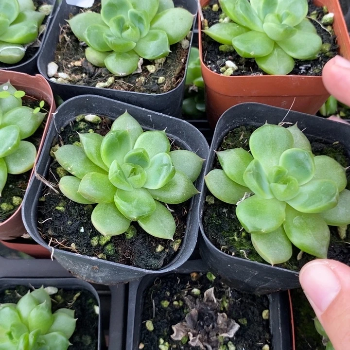 标459皮埃拉珍妮一个量拍