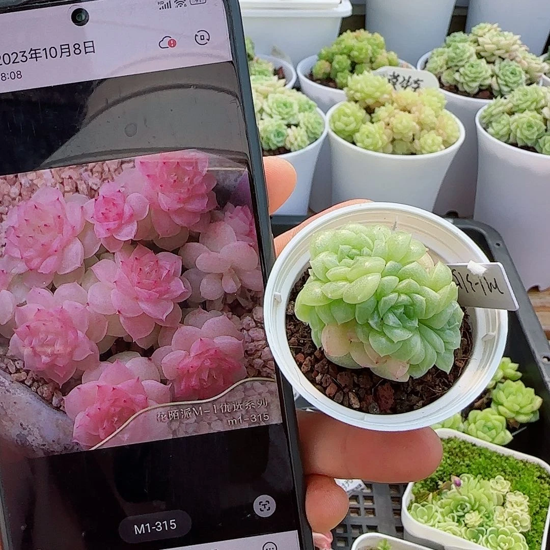 【闪购商品】0612-27（m1-315）