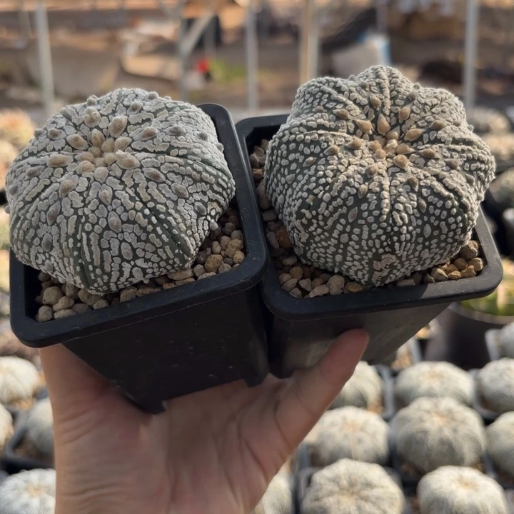 二个实生浓白兜可挑选