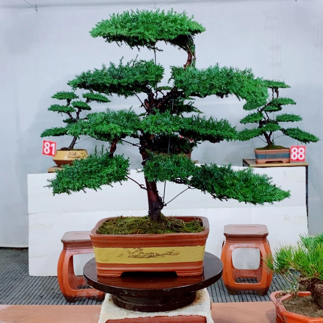 原生龙爪松盆景盆栽