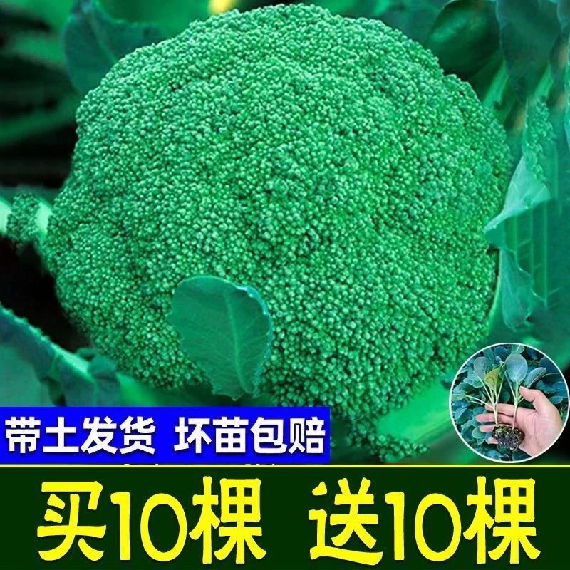 西兰花种子耐热抗寒适合春秋播种的蔬菜种子