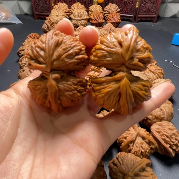 白狮子连体48尺寸核桃哈哈哈哈哈哈哈哈