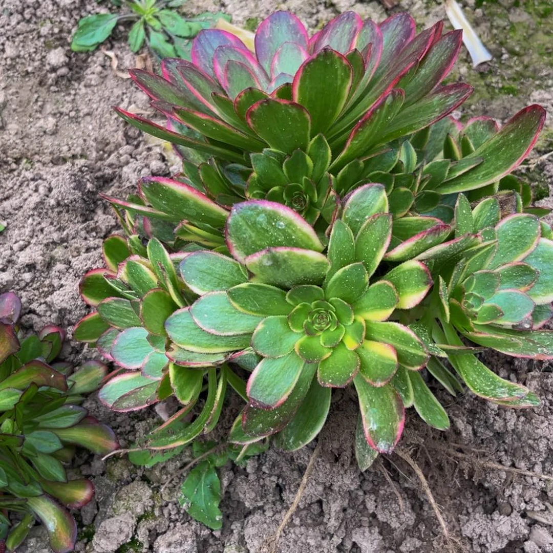 菲娜多肉植物捧花的