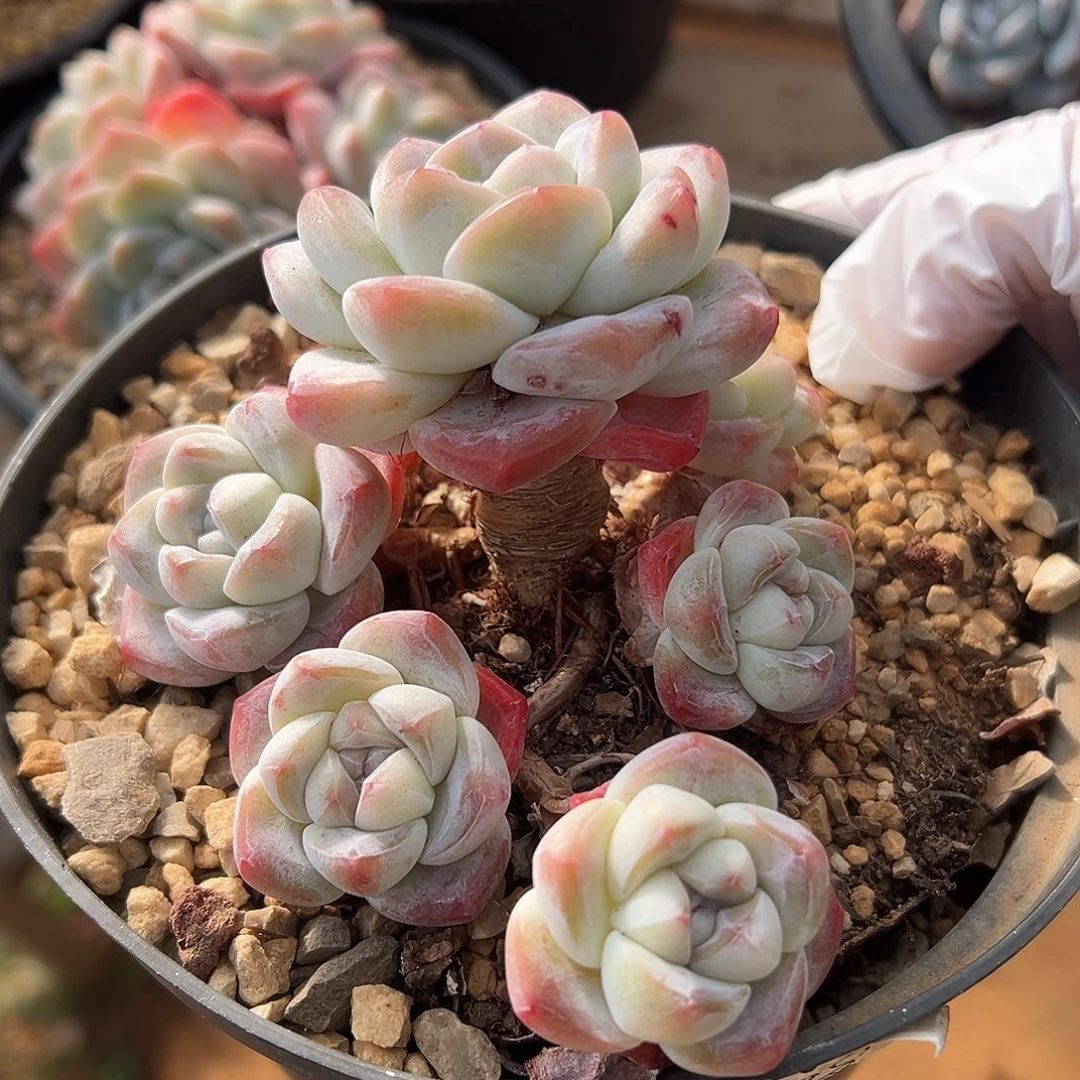 6头粗腿老桩哈哈哈