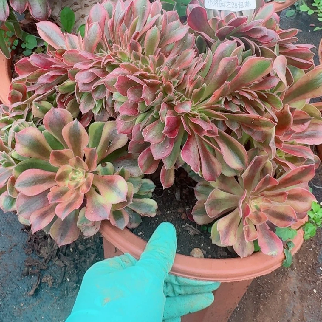 651洛神缀化多肉植物满28包邮