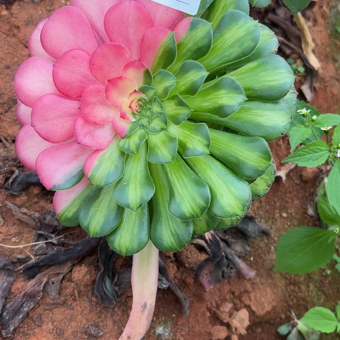 精品多肉植物152知否