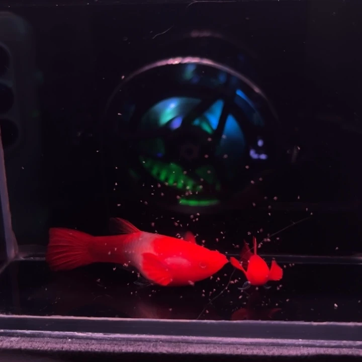 孔雀鱼延背红双粉水1对