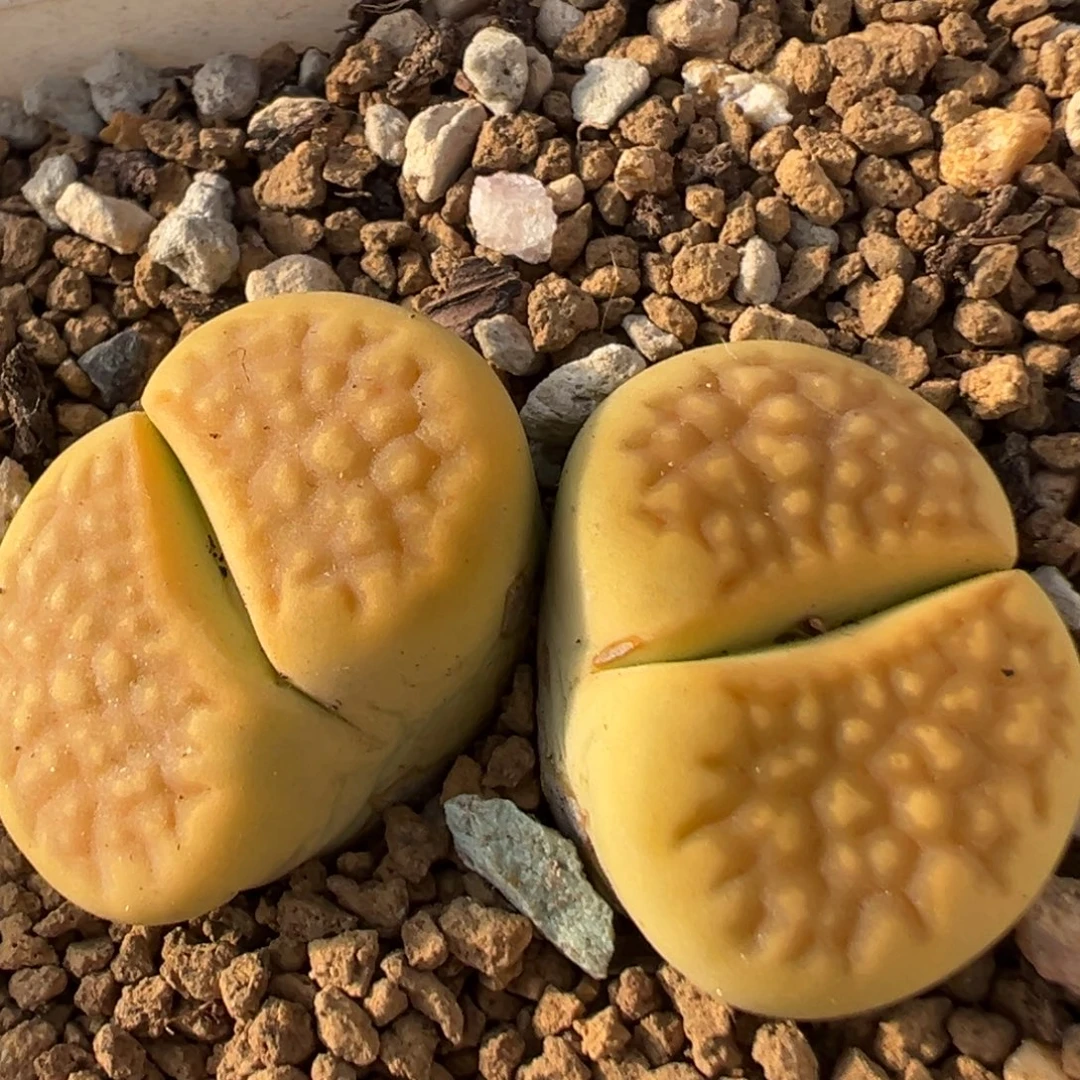 39多肉植物百科黄巴厘