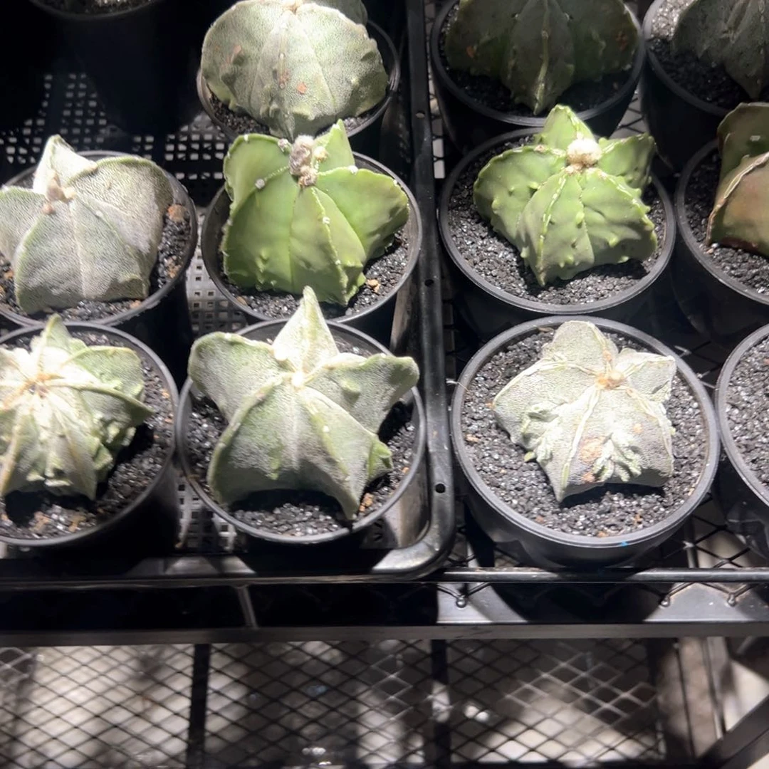 日系实生鸾凤玉炸炸炸