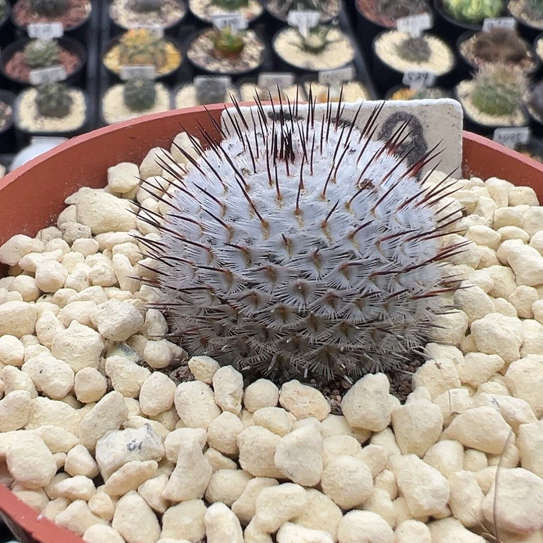 329直刺佩雷实生KKK