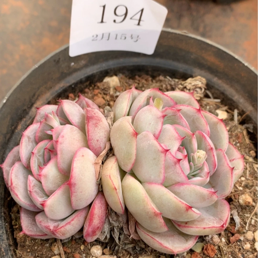 【闪购商品】云194