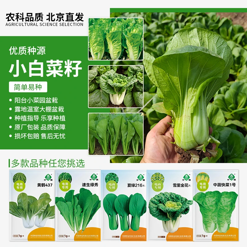 【农科院中蔬】中蔬耐热小油菜夏季蔬菜种子农科院四季种
