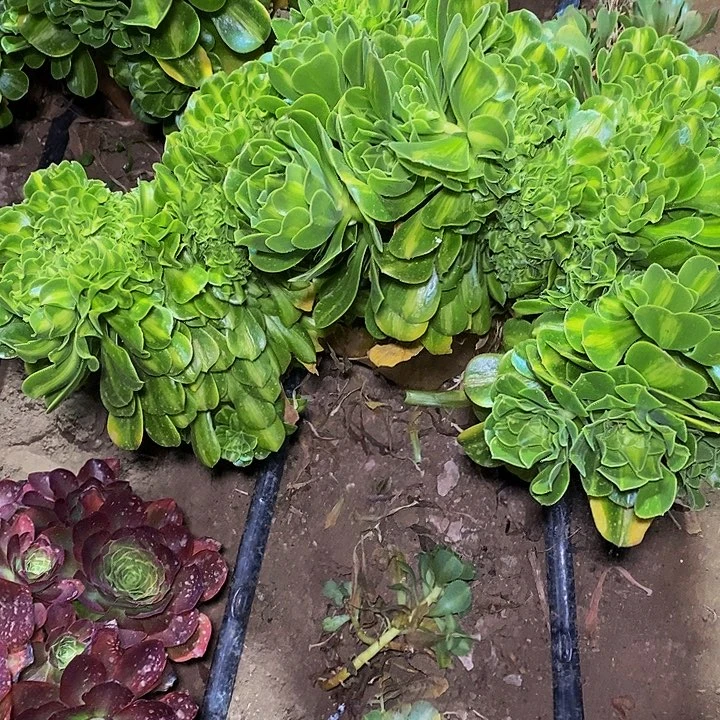 多肉植物保护研究所