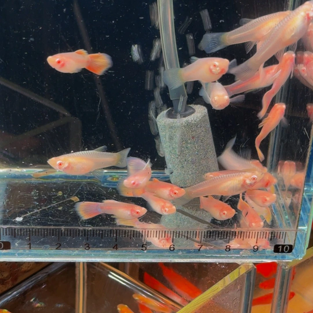 孔雀鱼金粉孔雀鱼1对