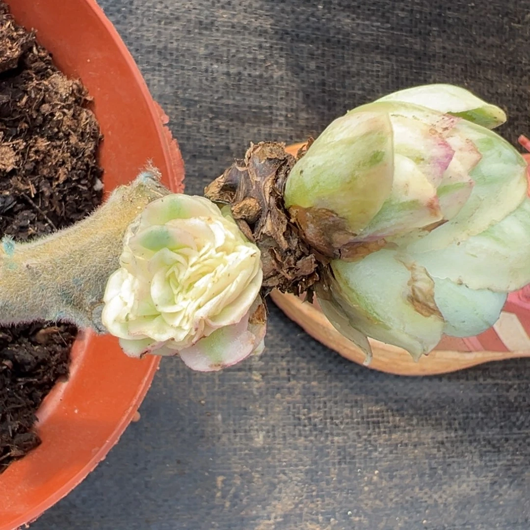 冬雪锦缀化，多肉植物