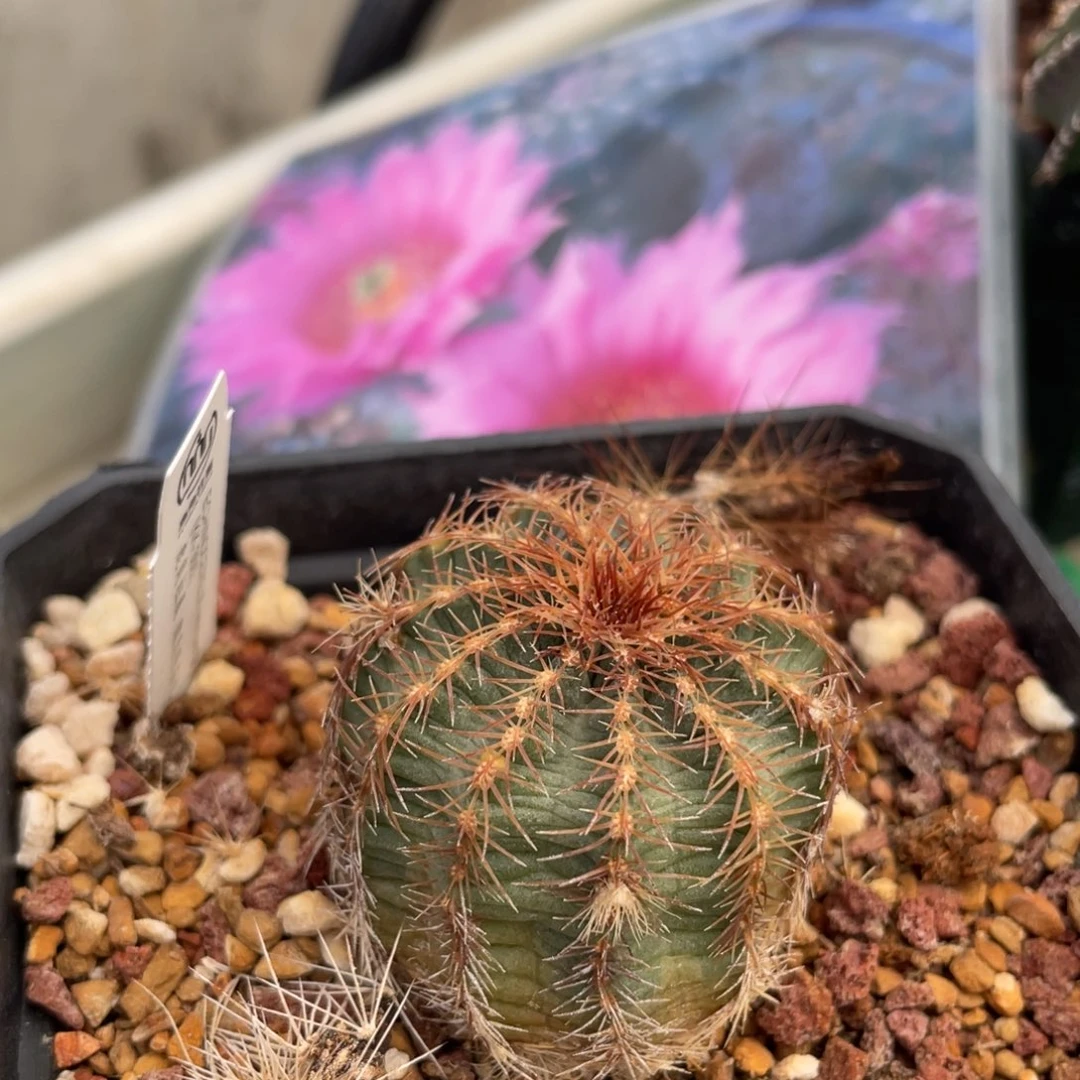 鹿角柱实生仙人球魏氏明石丸