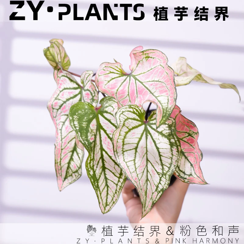 「植芋结界」粉色和声彩叶芋育苗盆泰国INS风桌面植物种球盆栽
