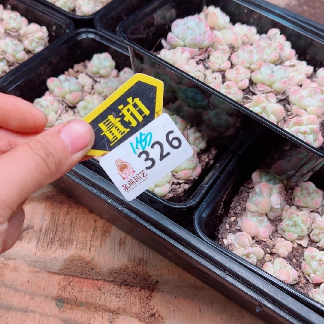 多肉植物多肉植物