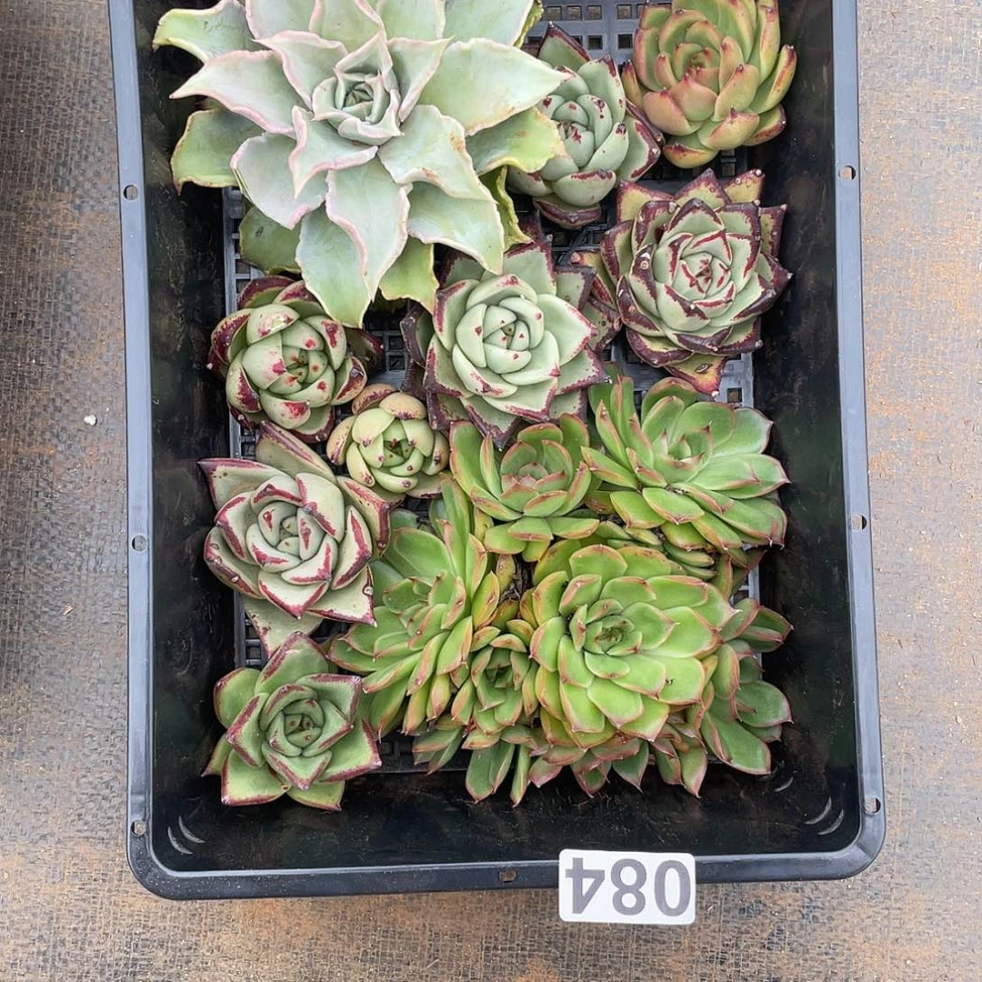 若如东云组拍084