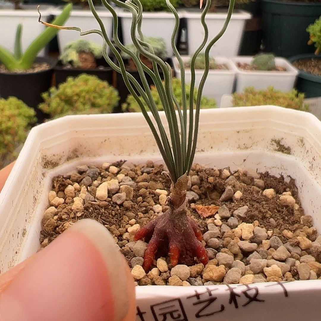 754号方便面弹12.23多肉