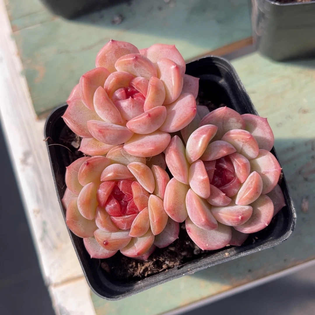 新品珍妮多肉植物