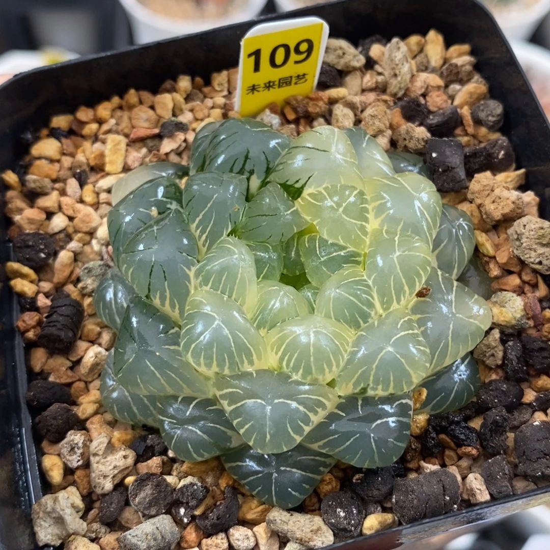 109实生湖斑湖水玉露锦