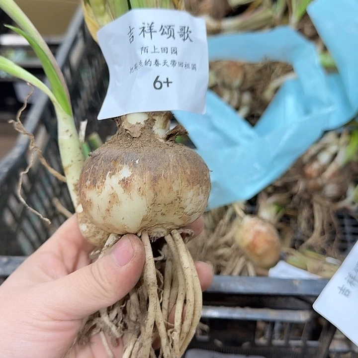 白肋吉祥颂歌6厘米开花球