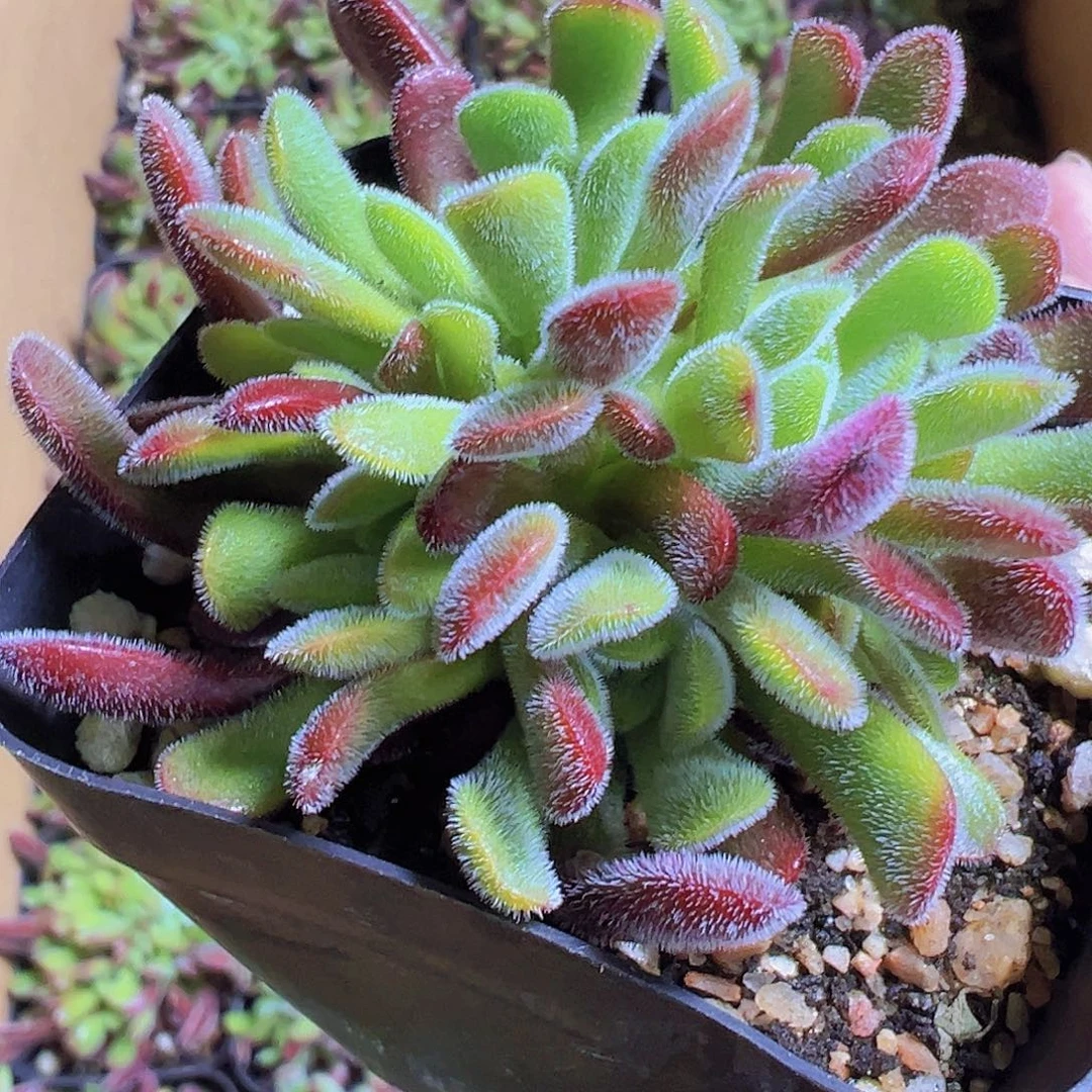 红花春19包邮多肉植物