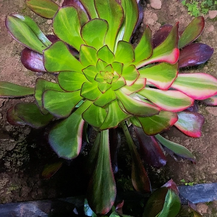 花蝴蝶双层侧芽多肉