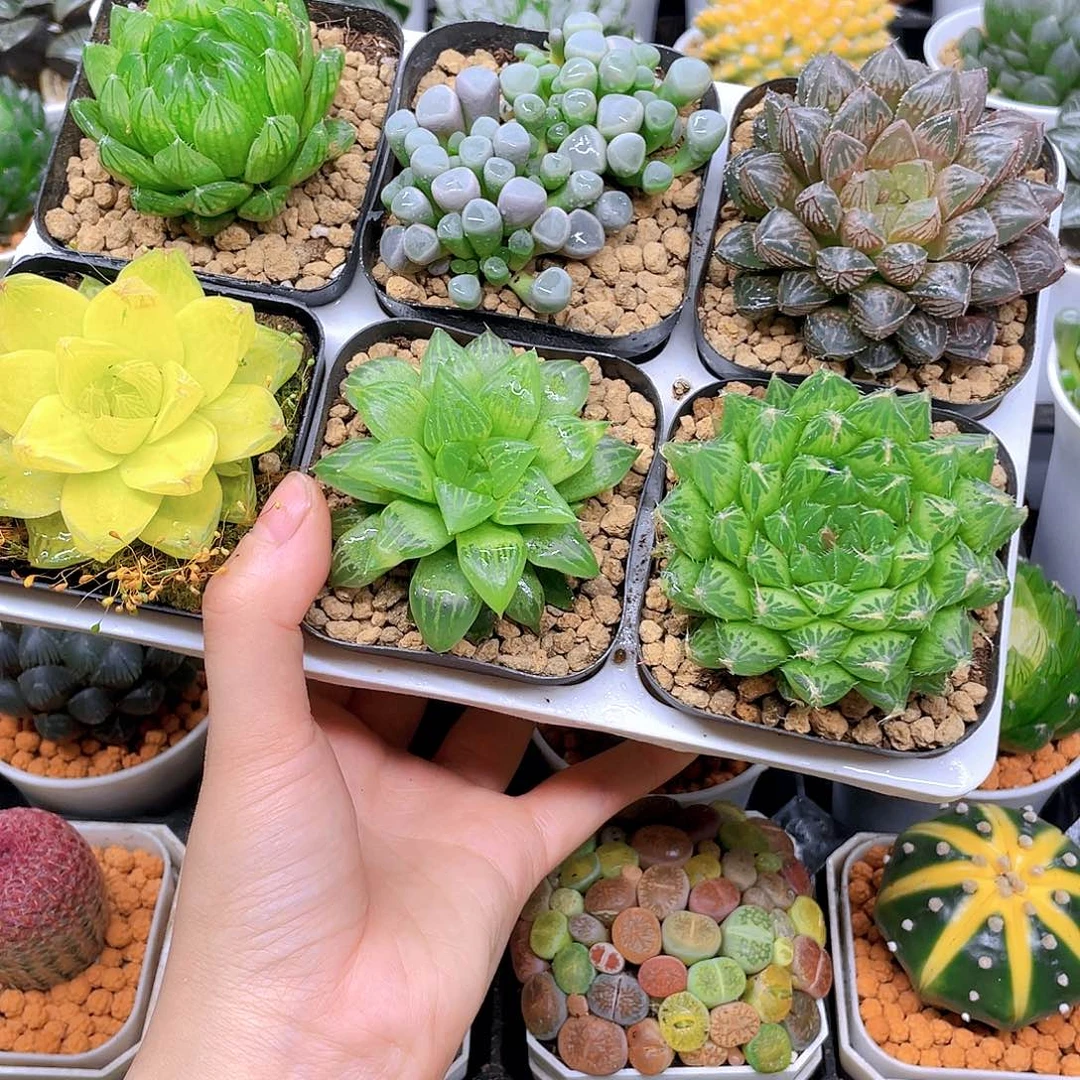 玉露六件套多肉，原盆