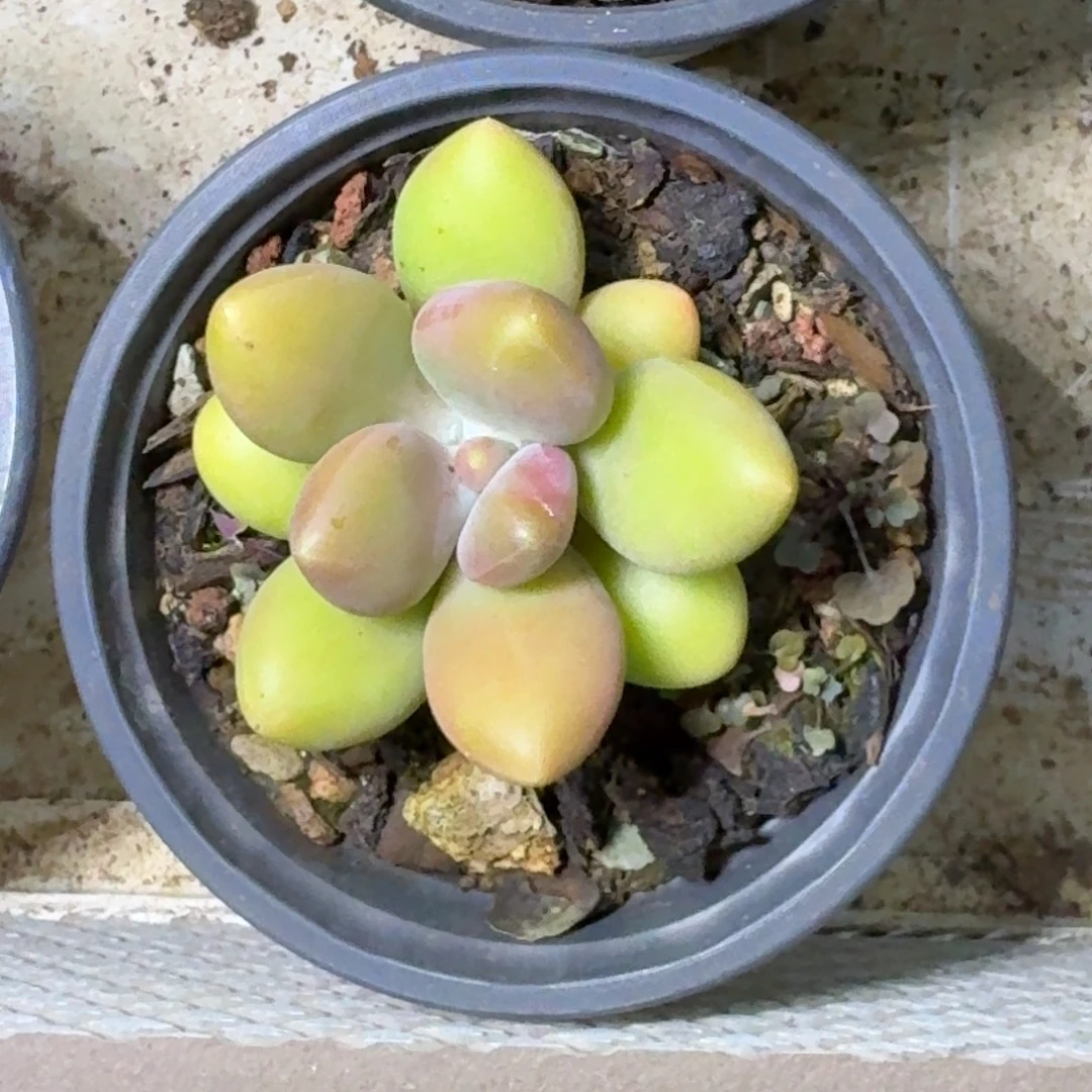 芒果奶 单头 一物一拍