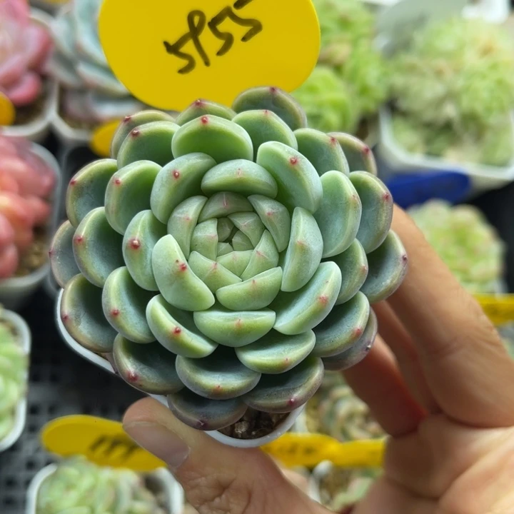 童话甜心单头5955