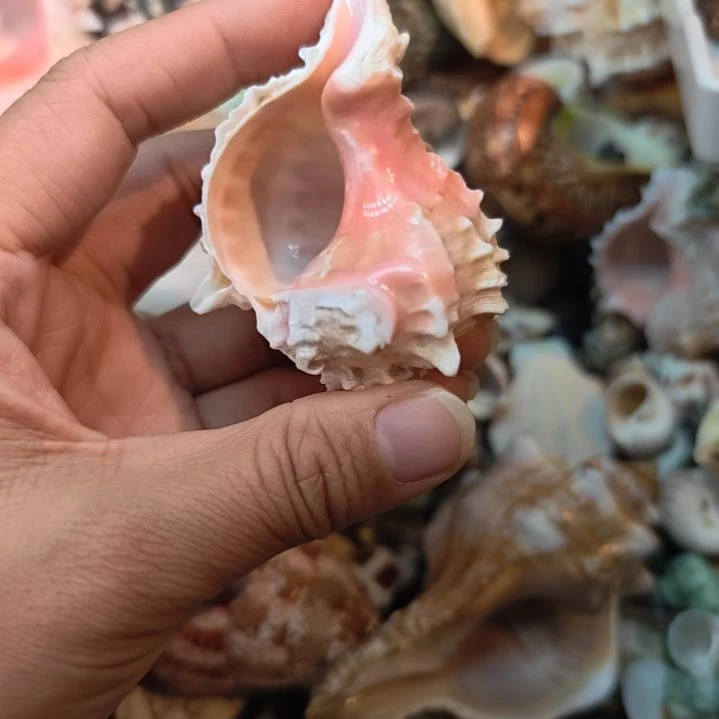 石材天然海螺贝壳寄居蟹替换壳