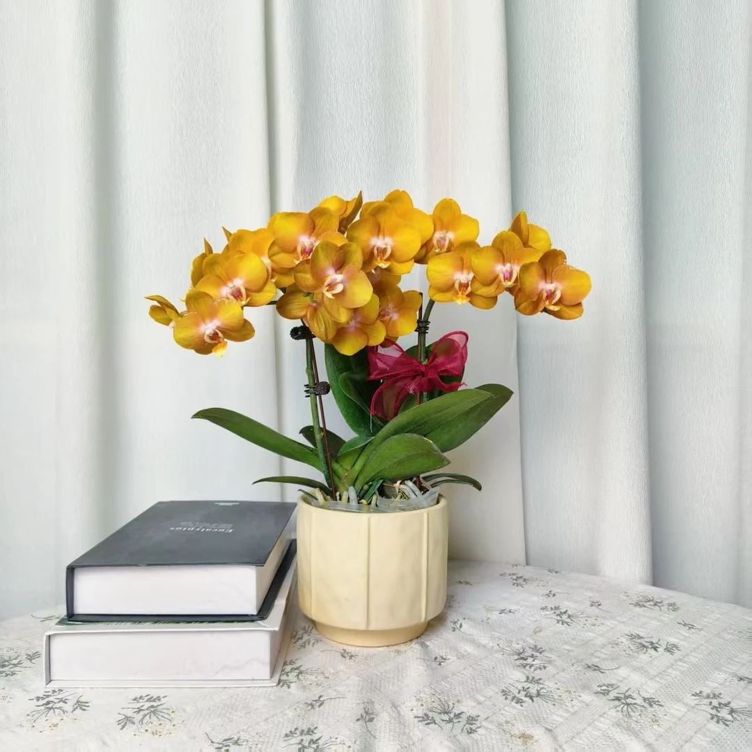 【拉斯维加斯】蝴蝶兰 稀有复古黄色 蜡质花 高端绿植花卉 送礼