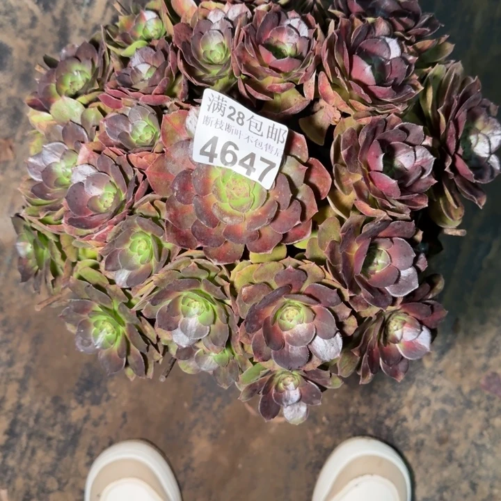 4647抹茶多肉植物