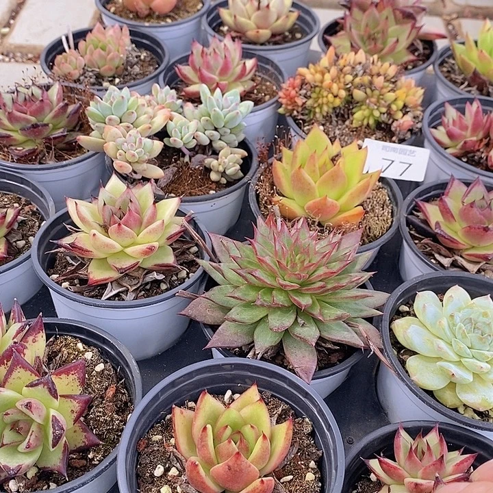 77 多肉植物盆栽花卉